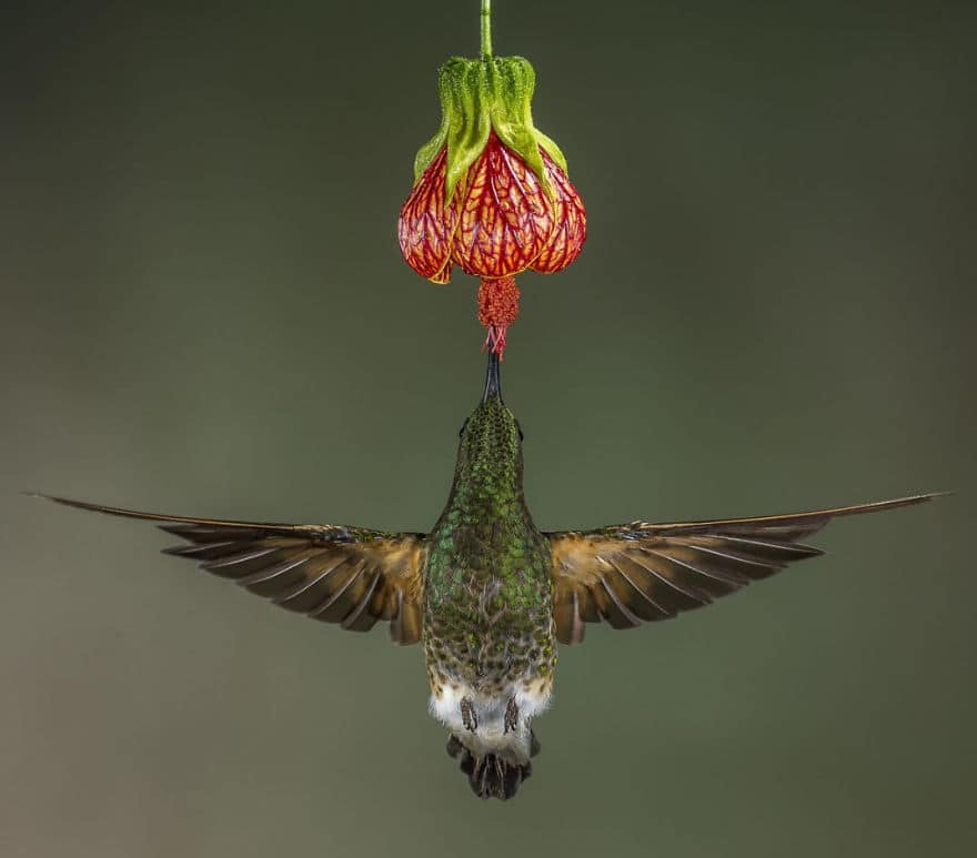 Лучшие фотографии природы National Geographic 2017