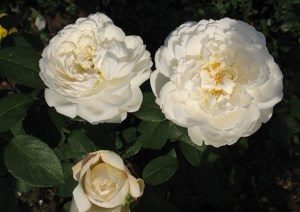 пионовидные розы Остина