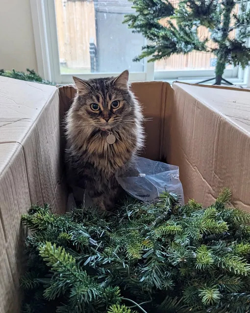 Кошки против новогодних ёлок — смешные фото хозяйка, новогодней, проверки, игрушки, прочность, время, своих, питомцев, работа, Кларисы, кошек, игрушек, качество, хозяин, чтото, хозяева, засняли, написала, Коула, целая