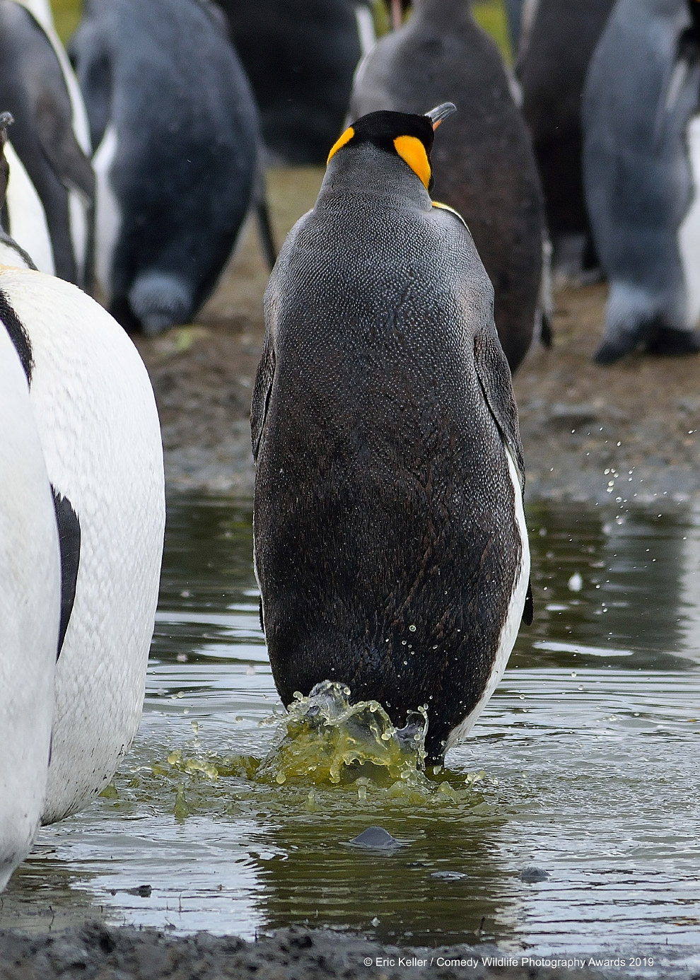 Фотографии финалистов Comedy Wildlife Photography Awards 2019