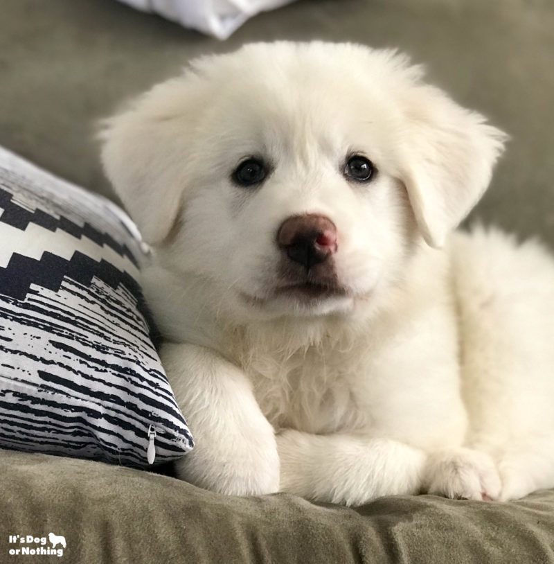 Kiska, our Great Pyrenees puppy, at 10 weeks.