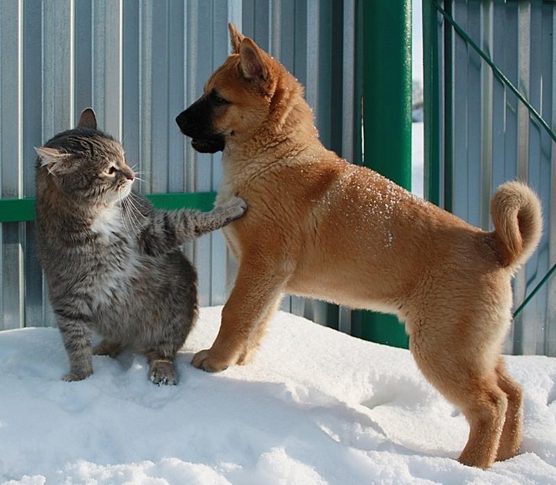 �������� ��� ���� ������