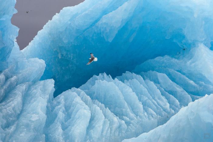 Полярная одержимость Пола Никлена (Paul Nicklen) (9 фото)