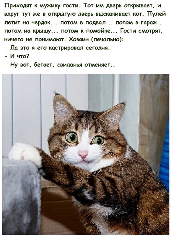 Попала как-то Алиса в Зазеркалье. Ей понравилось и девку понесло... както, Колобок, девку, золотую, Вопервых, беременная, вовторых, ДюймовочкаПоймал, нечаянно, старикХоттабыч, рыбку, понравилось, задолбали, друга, молчат, ситуациято, патоваяПопала, Алиса, Зазеркалье, Смотрят