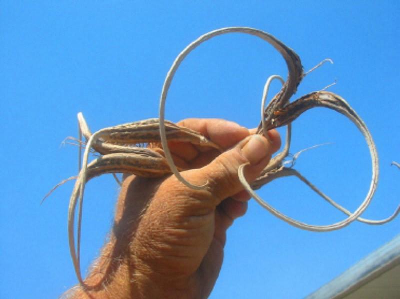 Самые жуткие растения в мире, которые растут, возможно, у вашего дома Самые жуткие растения в мире, которые растут, возможно, у вашего дома природа,растения,цветы