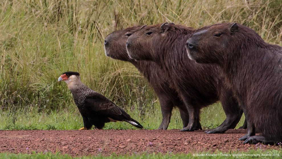 Фотографии финалистов Comedy Wildlife Photography Awards 2019