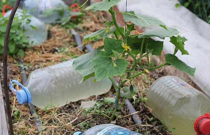 Пассивный полив из пластиковой бутылки, который поможет забыть о шлангах и ведрах на месяц