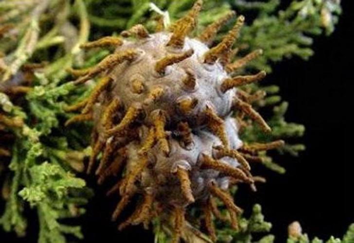 Самые жуткие растения в мире, которые растут, возможно, у вашего дома Самые жуткие растения в мире, которые растут, возможно, у вашего дома природа,растения,цветы