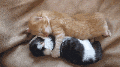 Почему кошки любят спать рядом с хозяевами