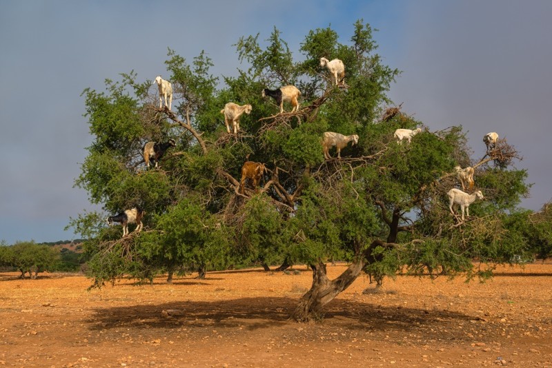 10. Козы, пасущиеся на деревьях, Марокко красота природы, природные феномены, природные явления