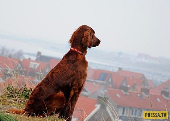 ТОП-10 интересных и удивительных фактов о собаках (10 фото)