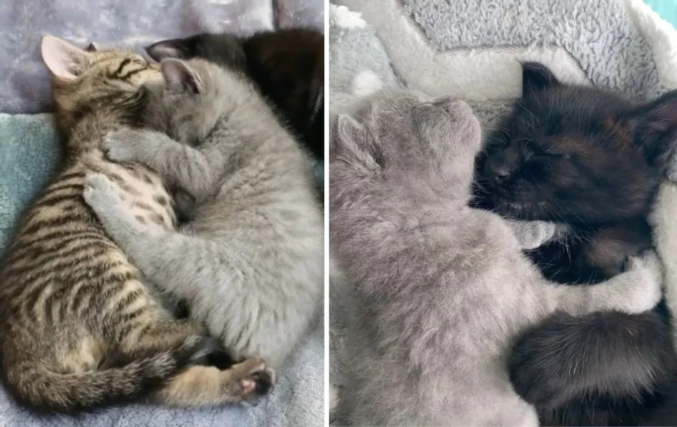 Без кота и жизнь не та