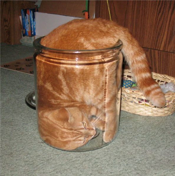 Ох, уж эти кошки