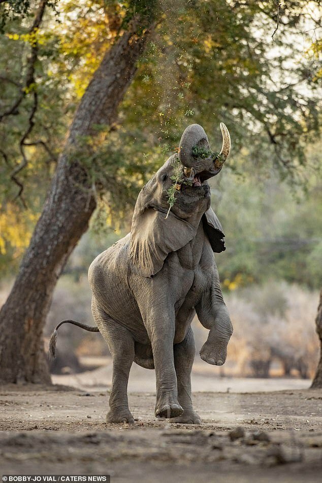 Слон демонстрирует чудеса акробатики ради сочных листьев МанаПулс, только, необычные, чтобы, слоны, таким, недостаточно, зелени, вынуждены, искать, время, способомВо, высоте, съемок, парке, Именно, стала, виновницей, остается, пищиКогда