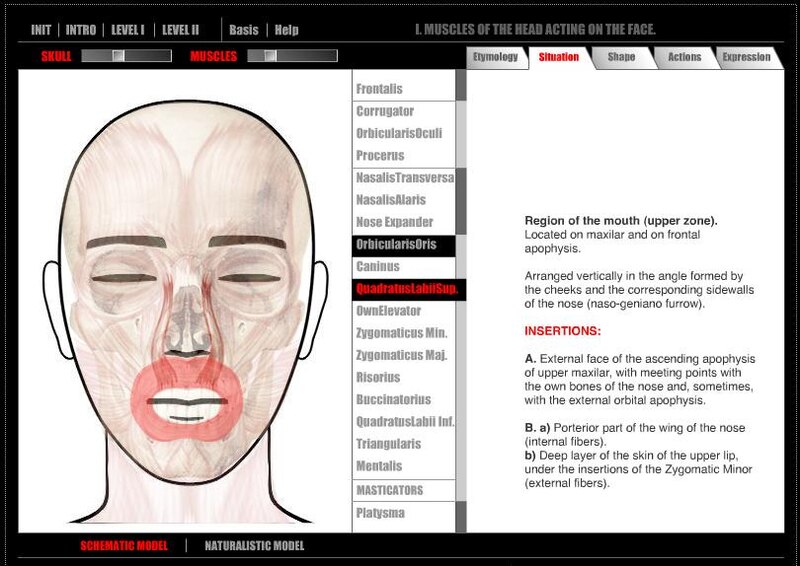 Artanatomy – программа, разработанная художницей Викторией Контрерас Флорес