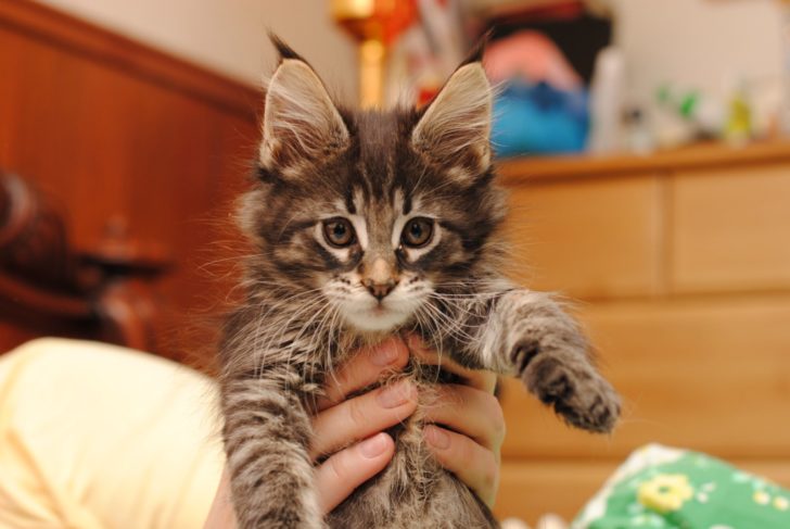 Принесла домой котика, реакция папы заставила раскрыть рты от удивления