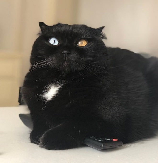 Кошка лежит