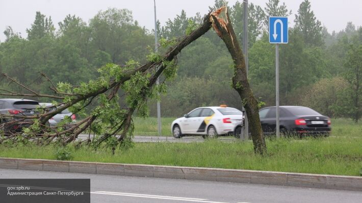 Шквалистый ветер повалил деревья в Карелии