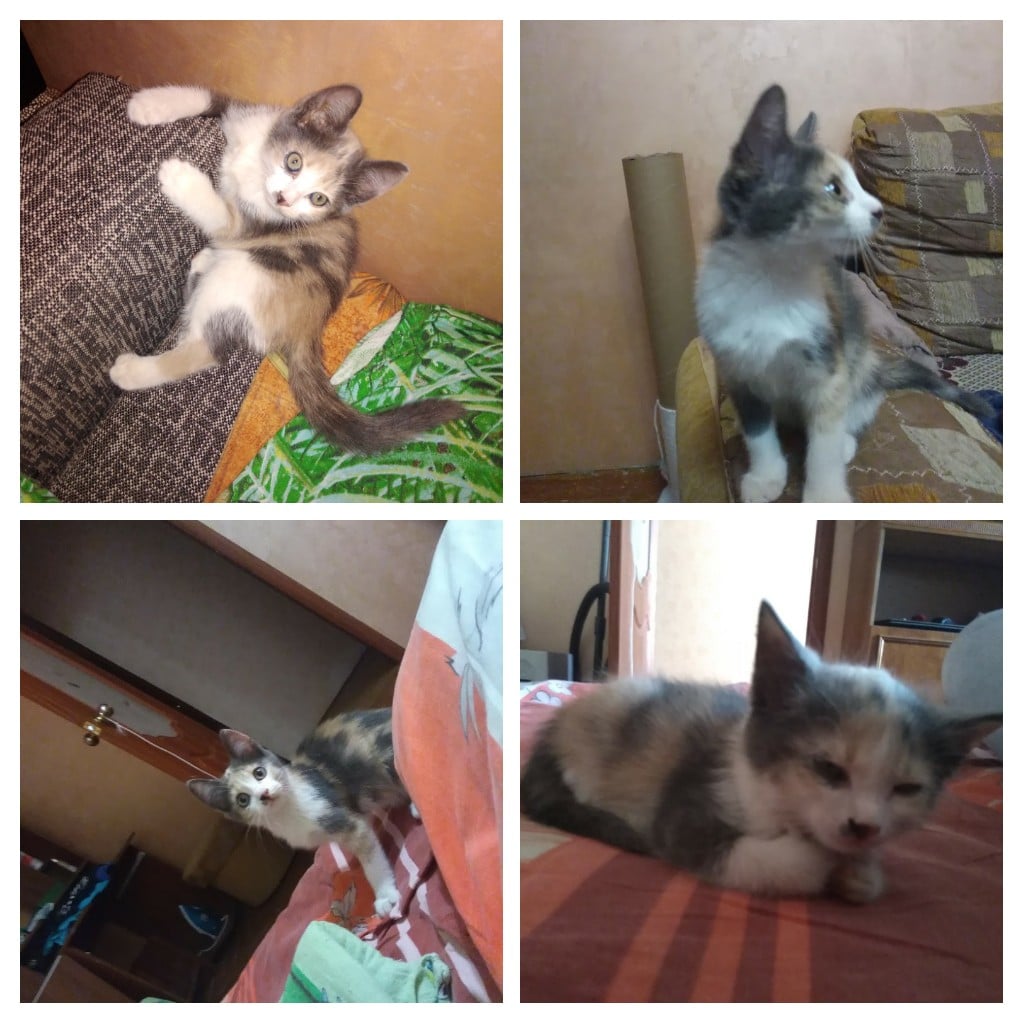 котенок в доме