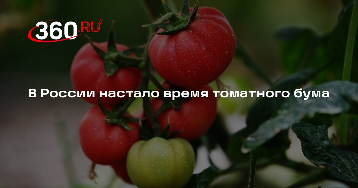 «Взгляд»: инвесторы вложились в томаты после наполнения рынка огурцами