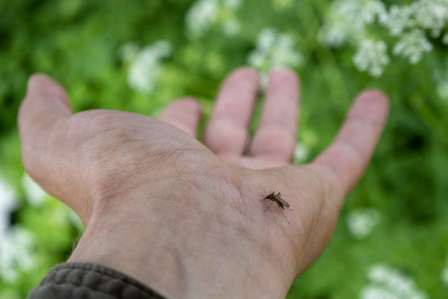 15 интересных фактов о комарах, которые вас удивят животные,интересные факты,насекомые