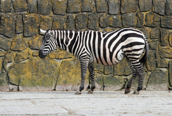 Бурчеллова зебра или саванная зебра (Equus quagga) фото