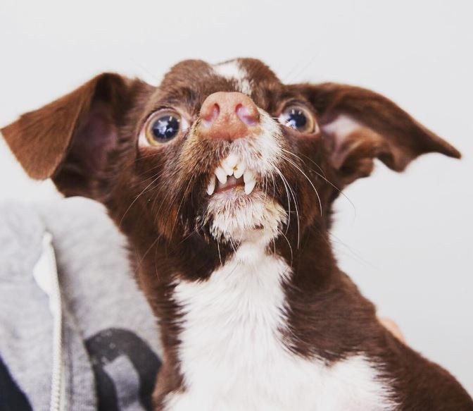 03-cletus-the-dog