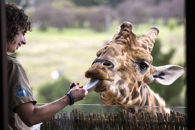 Jamala Wildlife Lodge - необычный отель в зоопарке, Австралия. Фото