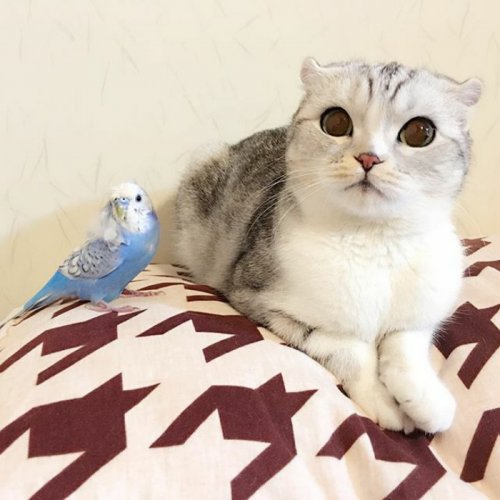 Кошка Хана с большими глазами, взявшая Instagram штурмом (24 фото) Кошка Хана с большими глазами, взявшая Instagram штурмом (24 фото)