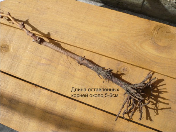 Подрезка корней виноградного саженца перед посадкой Подрезка корней виноградного саженца перед посадкой