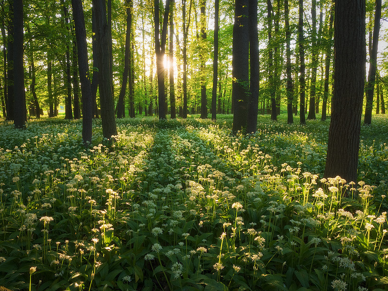 Фотография Scent of Spring Forest автор Jan Bainar на 500px