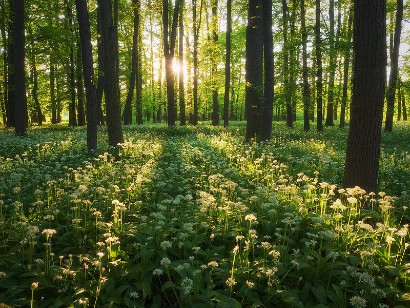 Лес пах. Запах леса. Запах леса фото. Spring_Forest chst. Spring photo Forest.