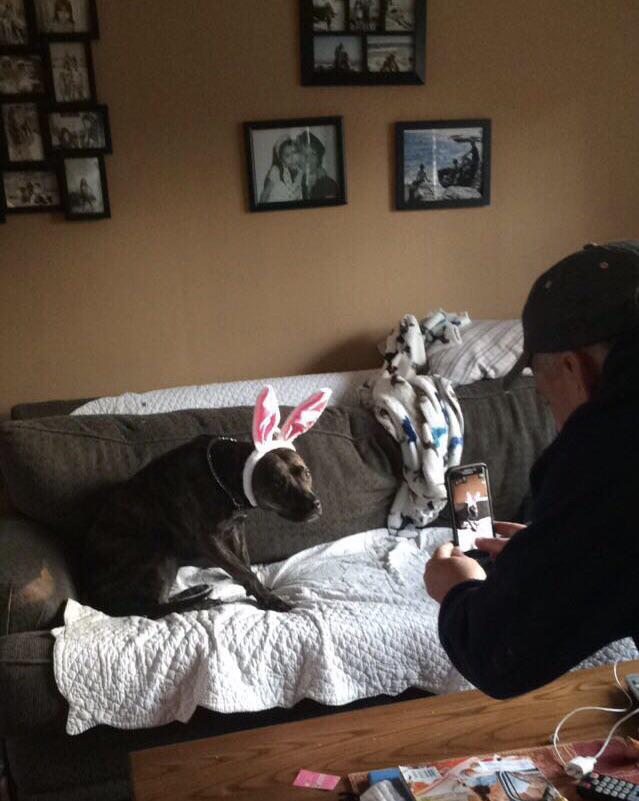 собака на диване