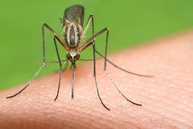 15 интересных фактов о комарах, которые вас удивят комаров, комары, комара, могут, больше, которые, очень, более, также, комар, около, менее, Некоторые, всего, человека, привлекает, видов, нужно, Когда, особенно