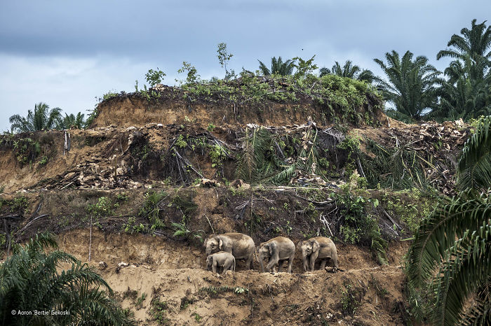 'Palm-Oil Survivors' By Aaron 'Bertie' Gekoski, UK/USA, The Wildlife Photojournalist Award: Single Image Winner