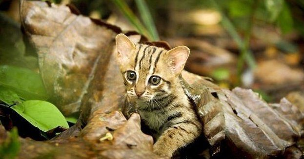 Кошка размером с ладонь