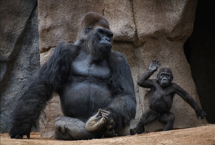 МИЛЫЕ И СМЕШНЫЕ МИЛЫЕ И СМЕШНЫЕ веселые картинки