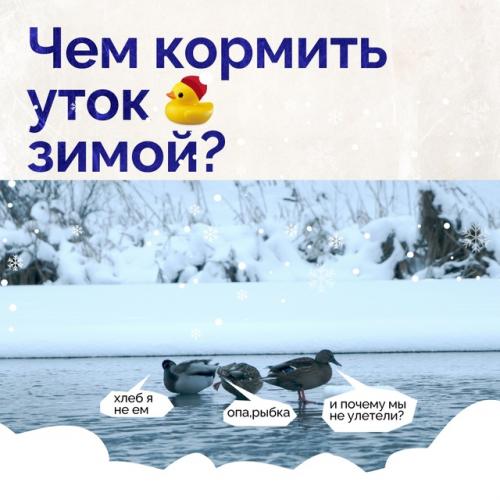 Кормить уточек зимой не только интересно, но и полезно.