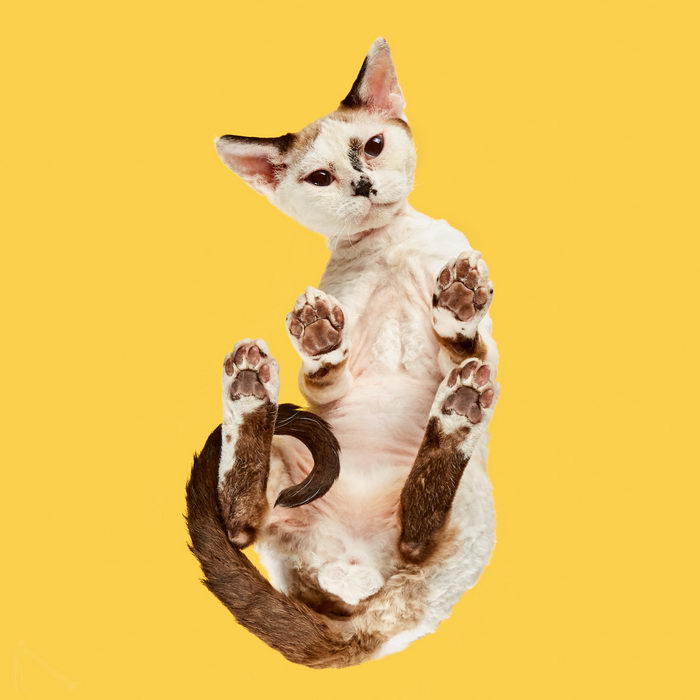 Фотографии Andrius Burba: кошки, вид снизу Фотографии Andrius Burba: кошки, вид снизу