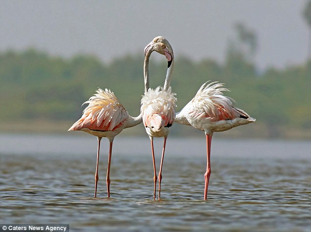 Фотография: Фотографы случайно делают из диких животных мутантов №8 - BigPicture.ru