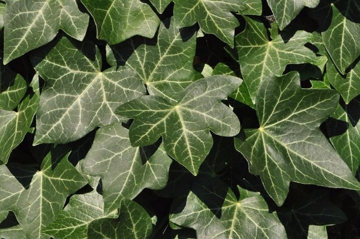 Комнатные растения, которые помогут вам лучше спать по ночам здоровый сон,комнатные растения