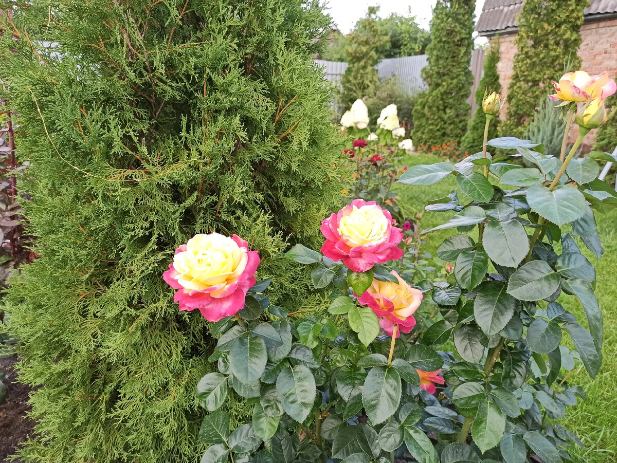 Розы в саду Светланы