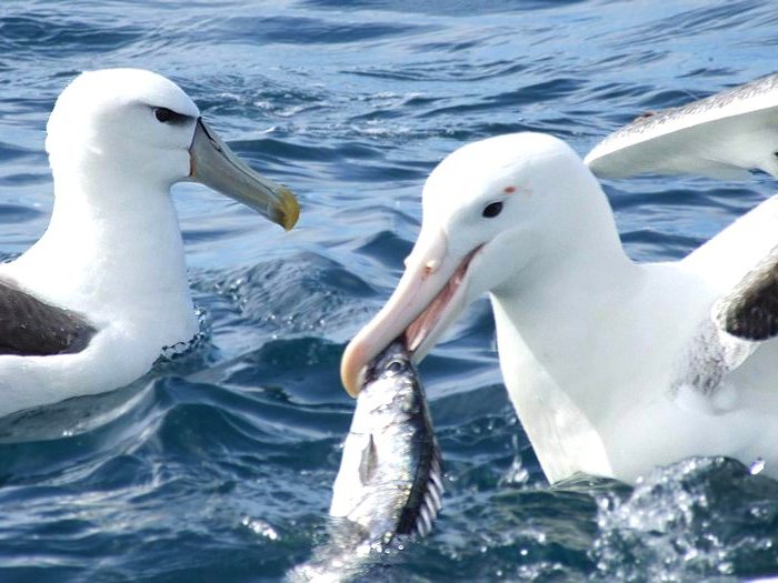 Странствующий-альбатрос-Описание-и-образ-жизни-странствующего-альбатроса-3
