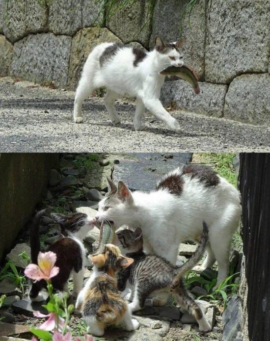 Забавные картинки в ассортименте Забавные картинки в ассортименте