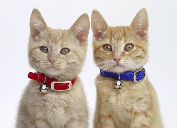 Позитивные кошечки и котики из нашей жизни Позитивные кошечки и котики из нашей жизни