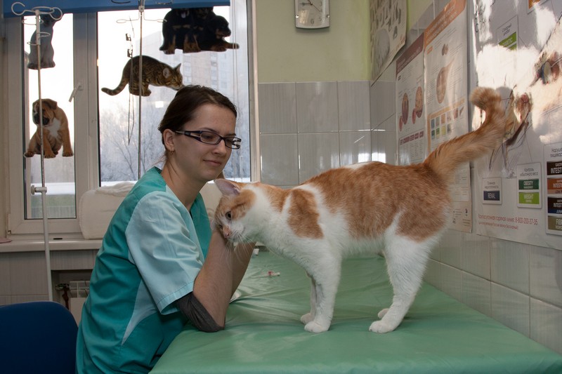 Посоветуйте хорошего ветеринара. Ветеринар. Животные в ветеринарной клинике. Инструменты ветеринара фото. Посоветуйте хорошего ветеринара.