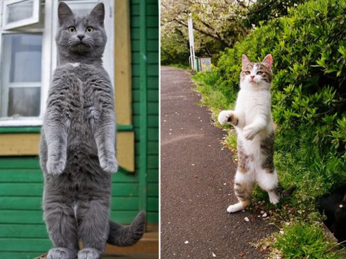 Кошки, которые уже научились стоять на двух ногах 