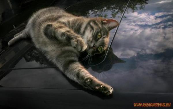 Очаровательные мурлыки 