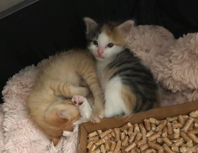 Без кота и жизнь не та