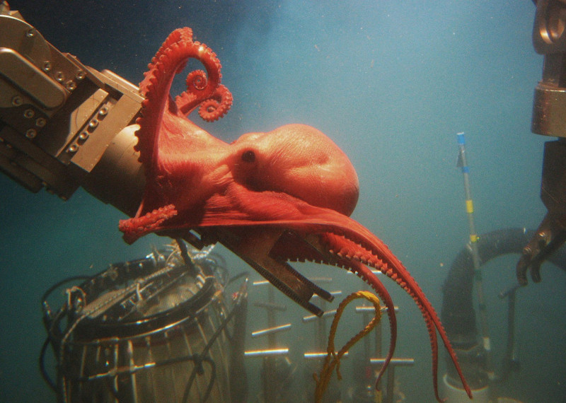 Храбрый осьминог борется с исследовательским оборудованием агентства. животные, море, океан, природа, рыба